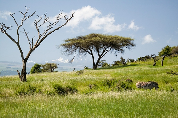  Common Zebra and Acacia tree and green grass of Lewa Conservancy with Mnt. Kenya in background,North Kenya,Africa